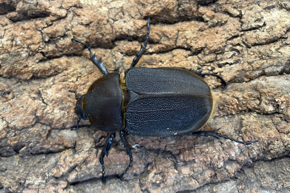 DH.ヘラクレスオオカブト