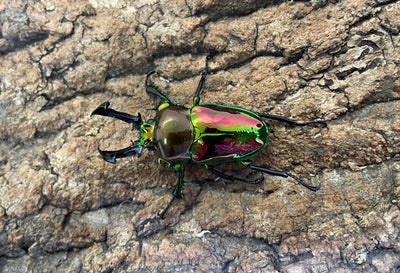 ニジイロクワガタ（P）