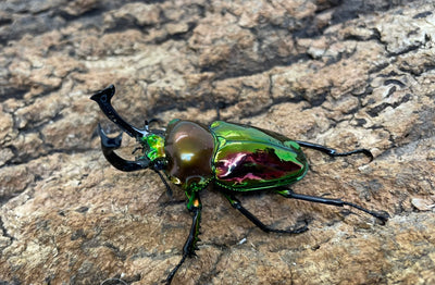 ニジイロクワガタ（P）