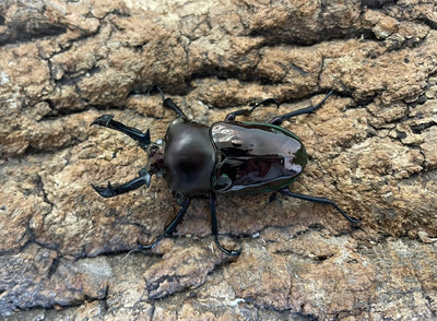 ニジイロクワガタ（WW）