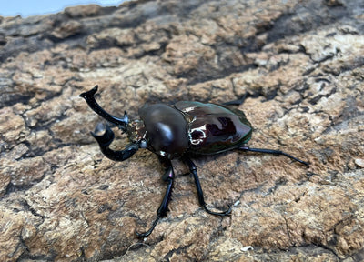 ニジイロクワガタ（WW）