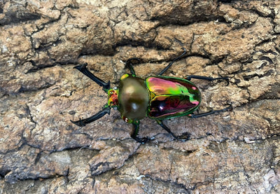 ニジイロクワガタ（WW）