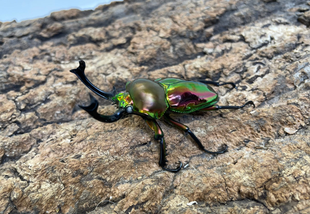 ニジイロクワガタ（WW） – INSECT SHOP KMY