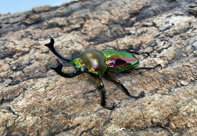 ニジイロクワガタ（WW）