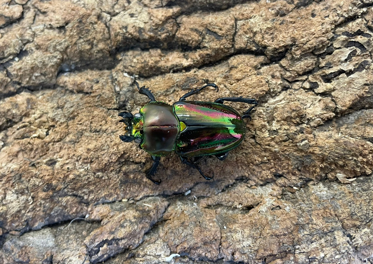 ニジイロクワガタ（WW） – INSECT SHOP KMY
