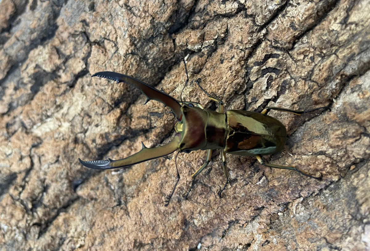 メタリフェルホソアカクワガタ