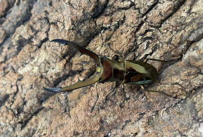 メタリフェルホソアカクワガタ