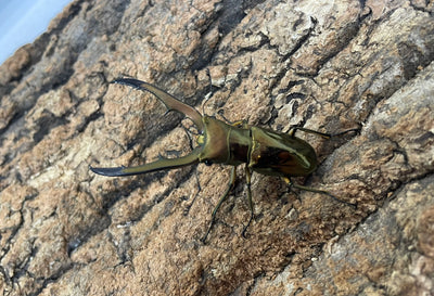 メタリフェルホソアカクワガタ