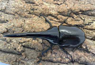 DH.ヘラクレスオオカブト