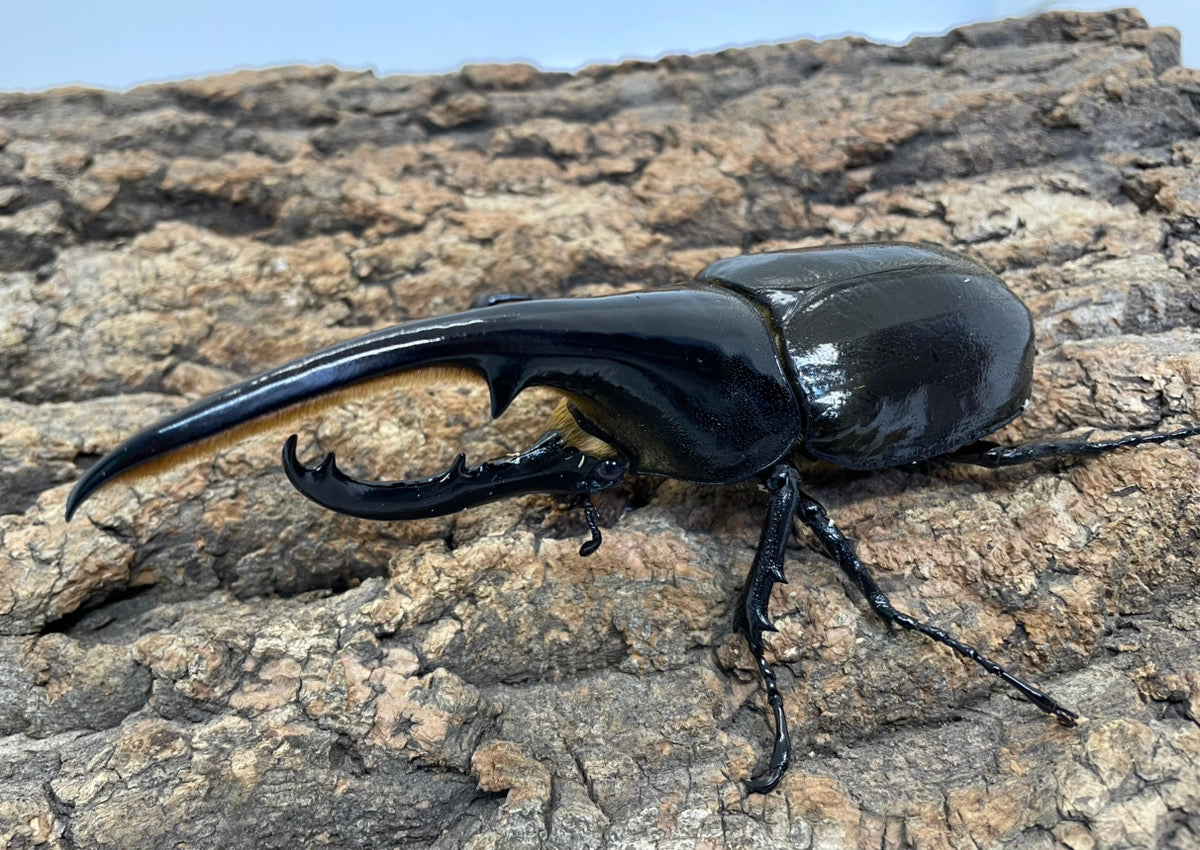 DH.ヘラクレスオオカブト