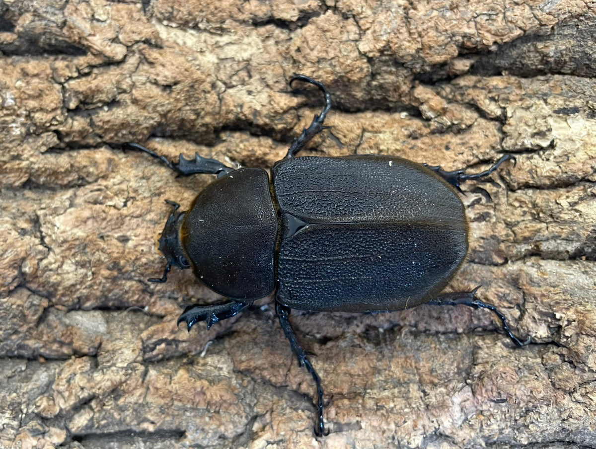 DH.ヘラクレスオオカブト