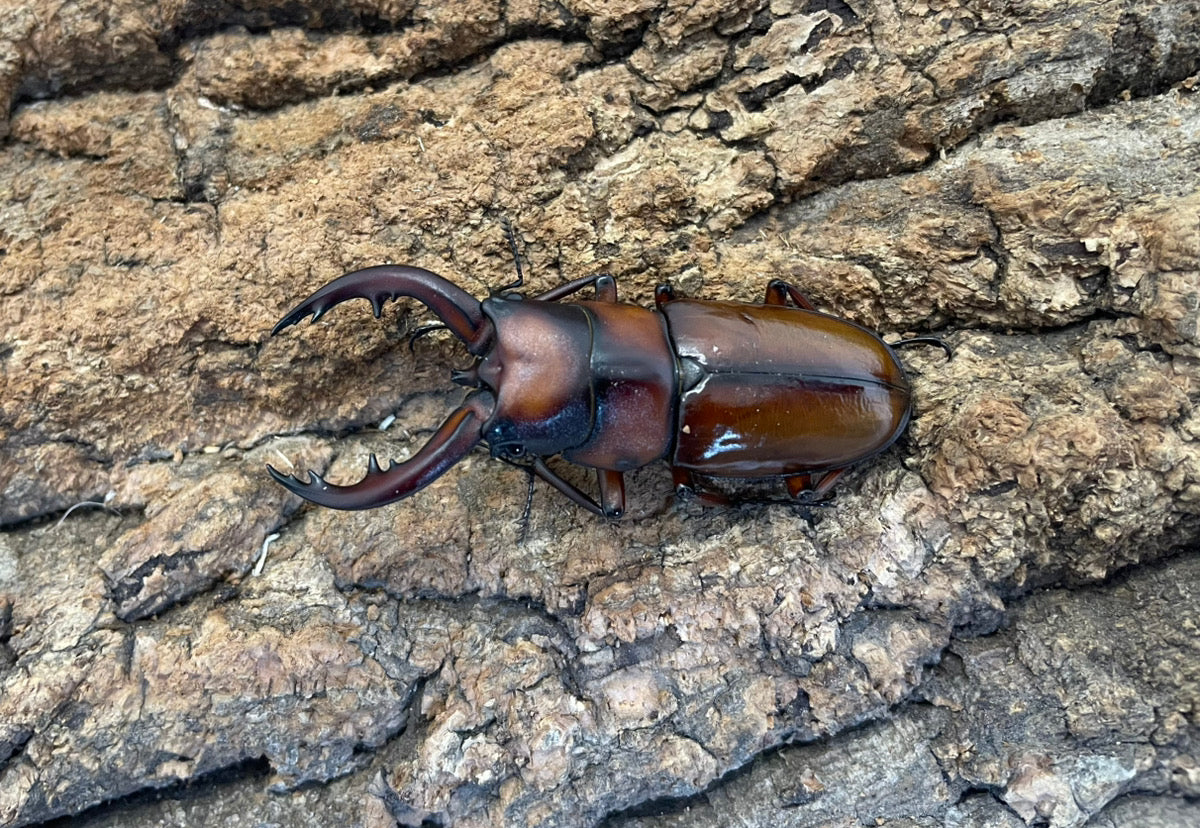 トカラノコギリクワガタ（悪石産）