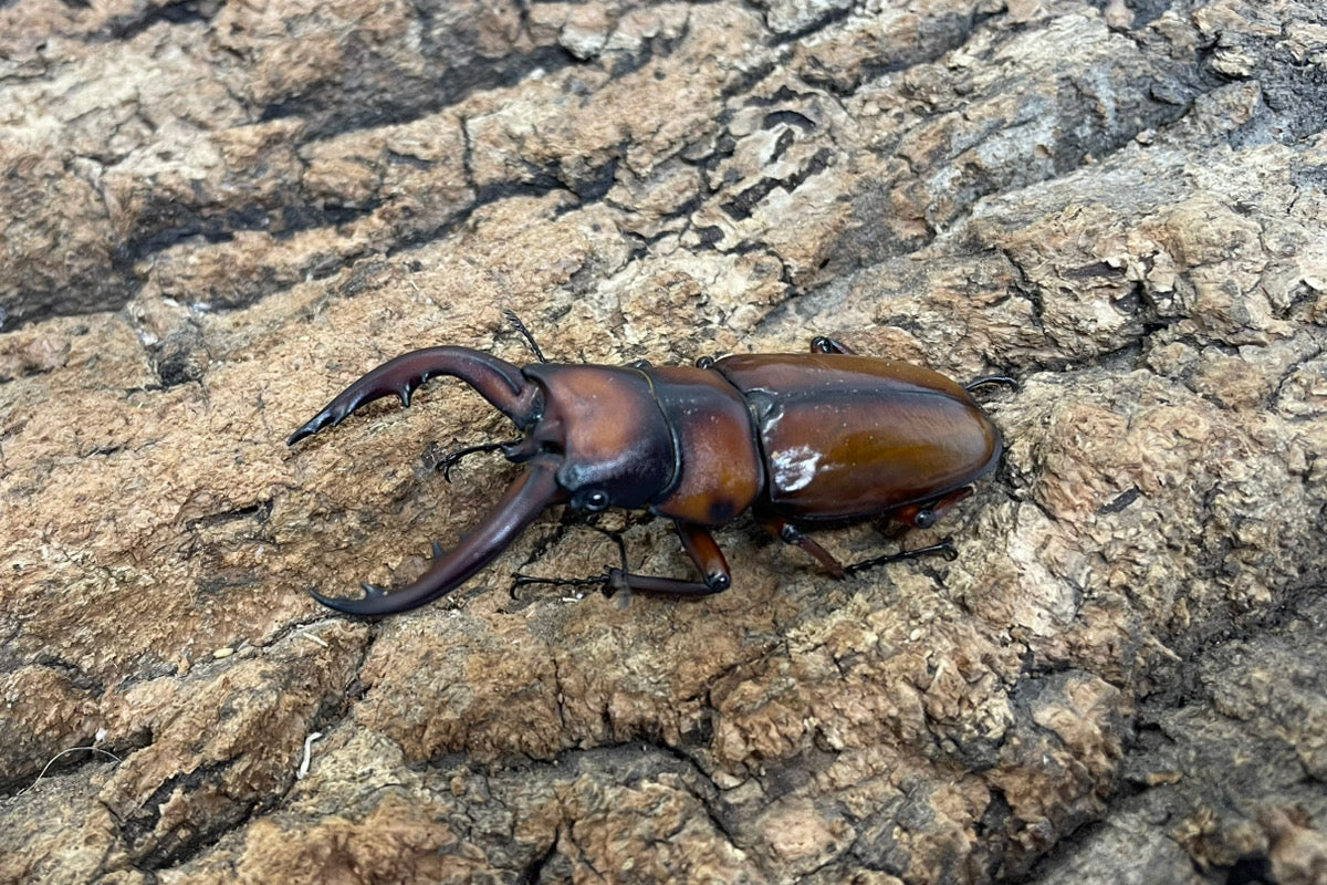 トカラノコギリクワガタ（悪石産）