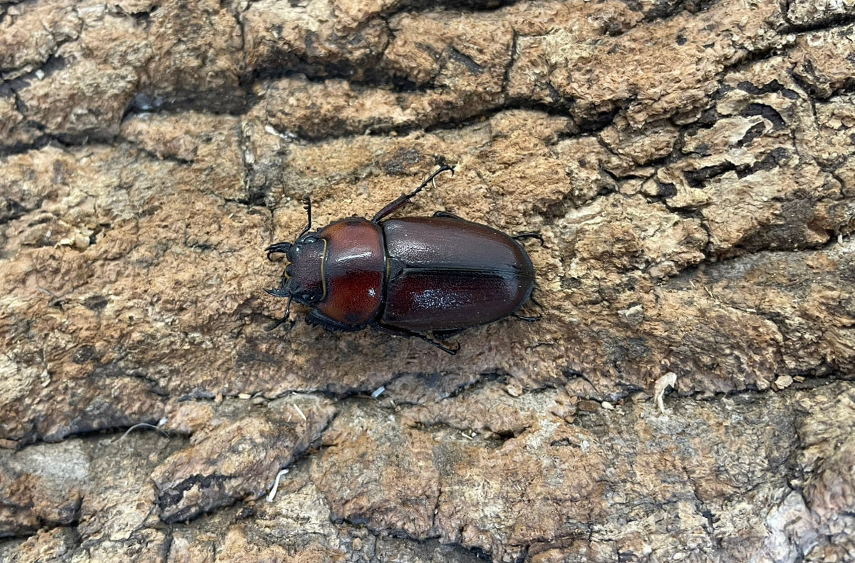 トカラノコギリクワガタ（悪石産）