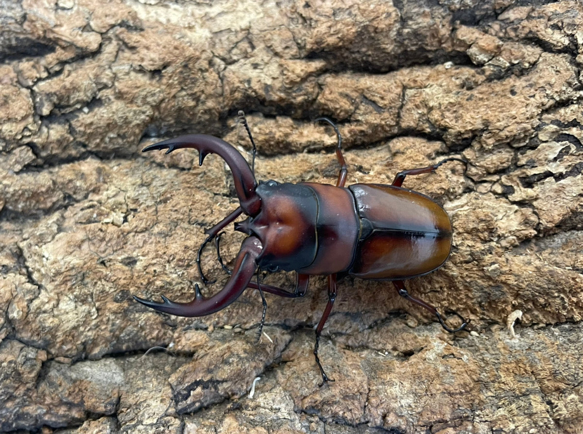 トカラノコギリクワガタ（中之島産）