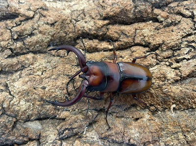 トカラノコギリクワガタ（中之島産）