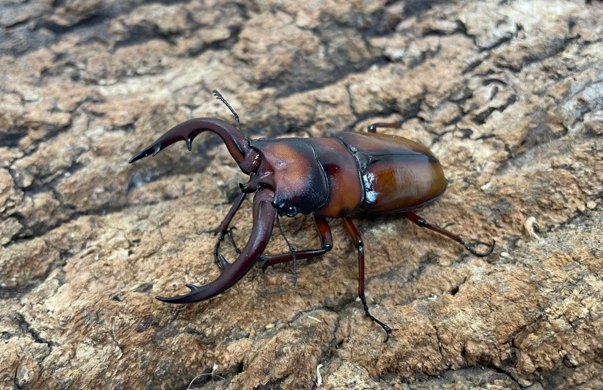 トカラノコギリクワガタ（中之島産）