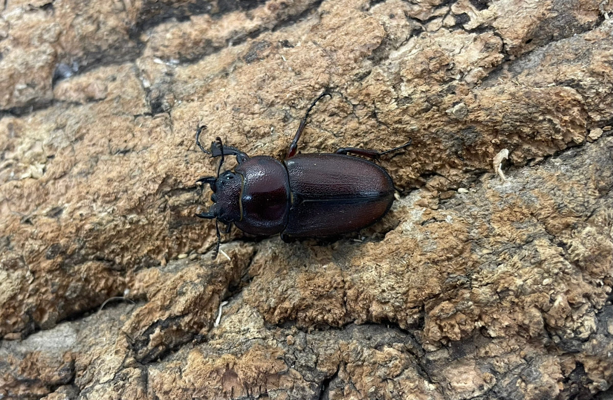 トカラノコギリクワガタ（中之島産）