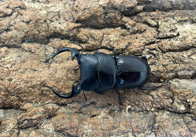 南ベトナムクルビデンス（SSP）