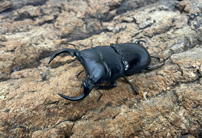 南ベトナムクルビデンス（SSP）