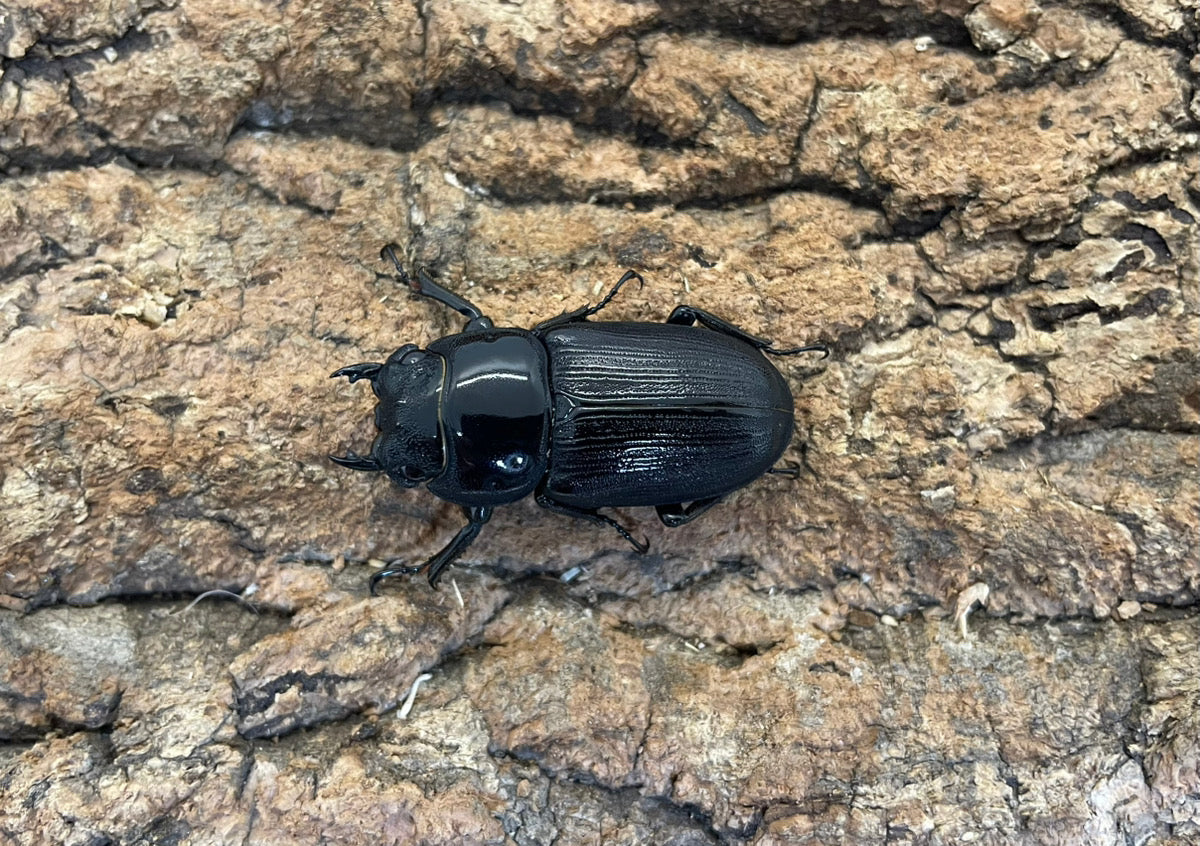 南ベトナムクルビデンス（SSP）