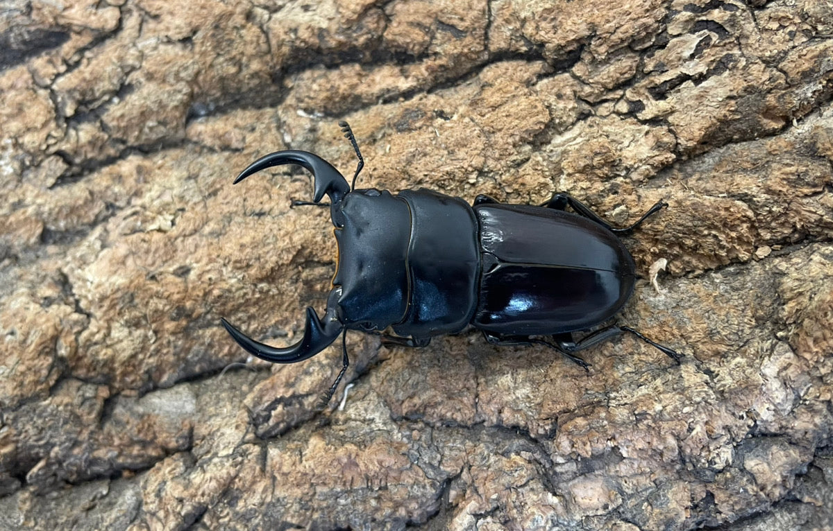 南ベトナムクルビデンス（SSP）