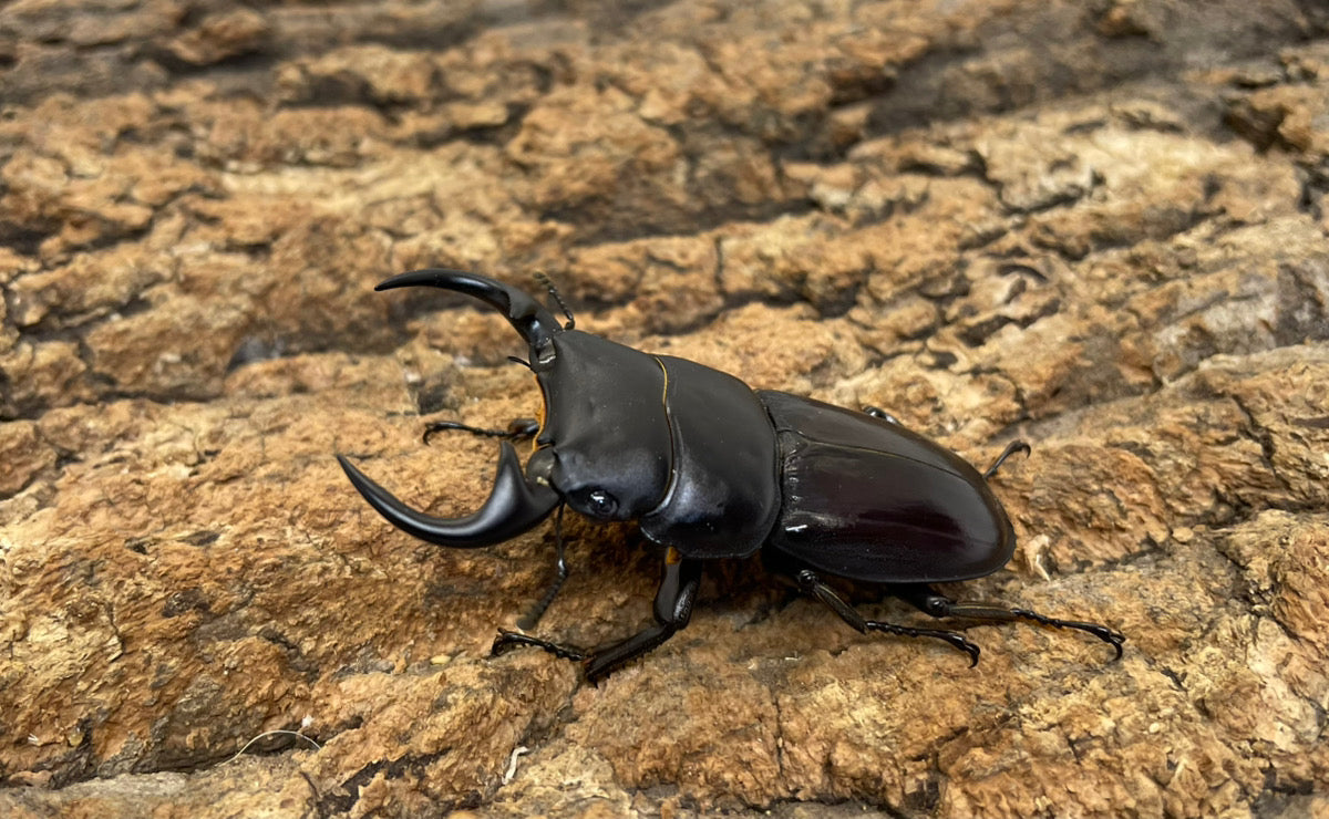 南ベトナムクルビデンス（SSP）