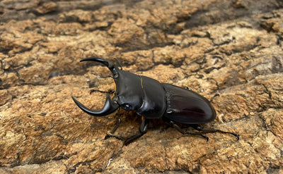 南ベトナムクルビデンス（SSP）