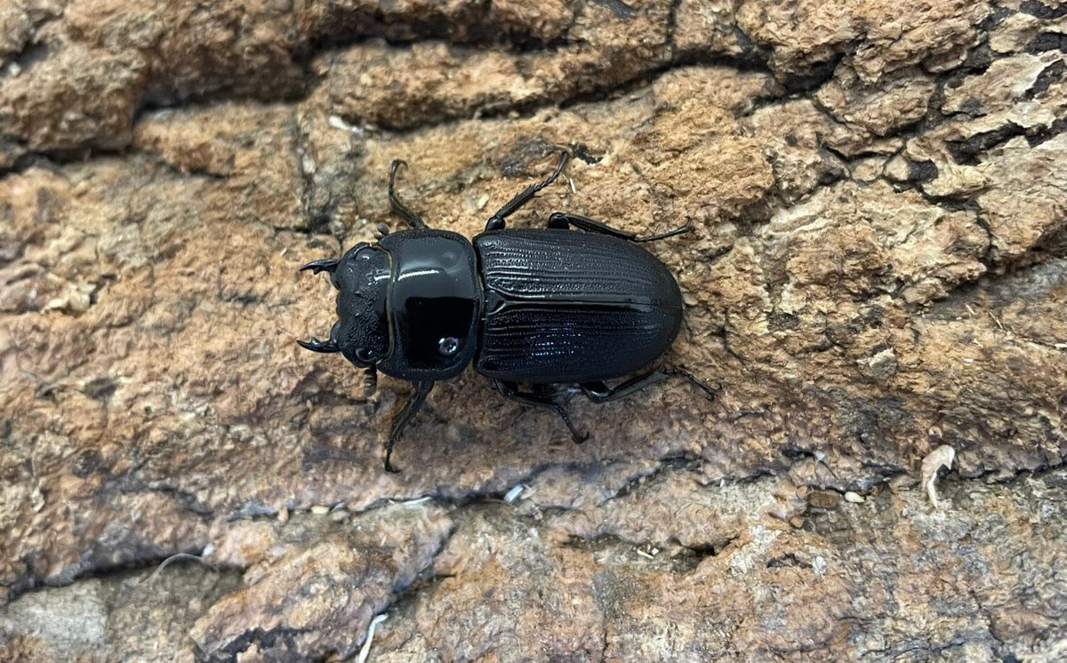 南ベトナムクルビデンス（SSP）