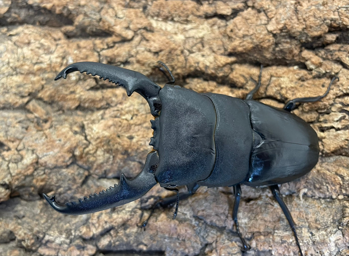 パラワンオオヒラタクワガタ