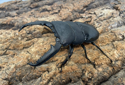 パラワンオオヒラタクワガタ