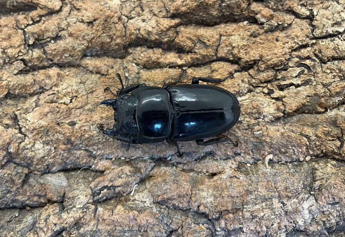 パラワンオオヒラタクワガタ