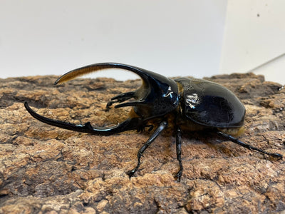 ネプチューンオオカブト