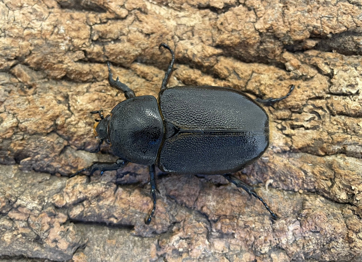 ネプチューンオオカブト