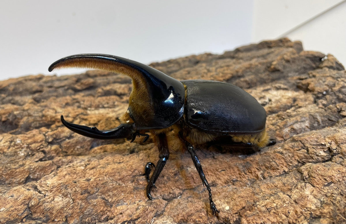 サタンオオカブト