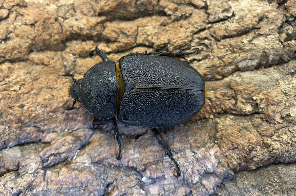 サタンオオカブト