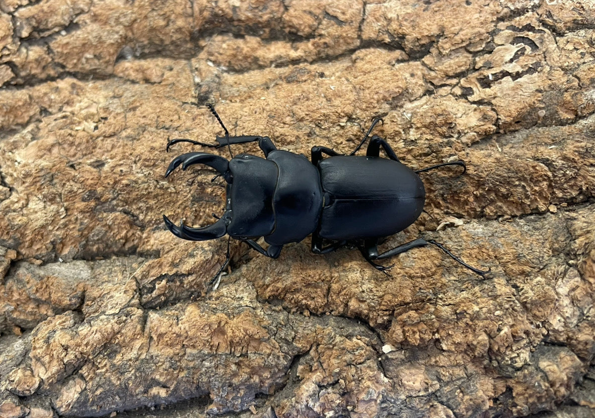 ヒメオオクワガタ