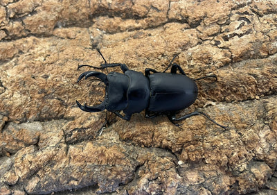 ヒメオオクワガタ