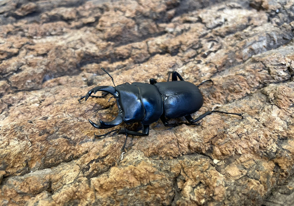 ヒメオオクワガタ