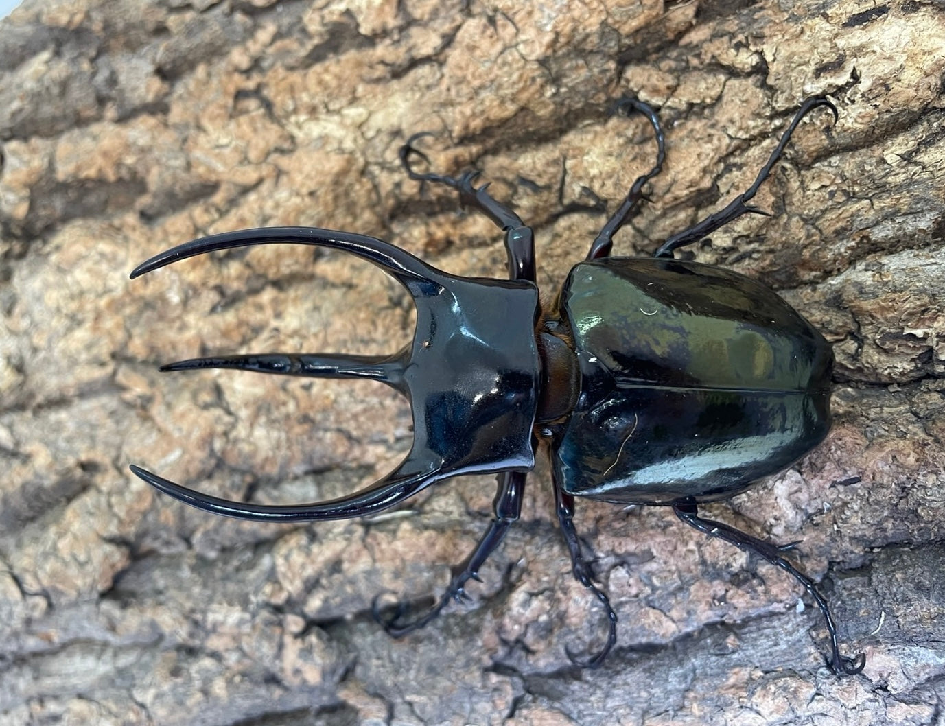 国産・外国産カブトムシ(成虫) – INSECT SHOP KMY 国産・外国産カブトムシ(成虫) – INSECT SHOP KMY