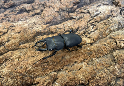 ヒメオオクワガタ