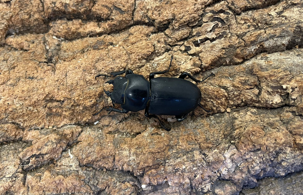 ヒメオオクワガタ