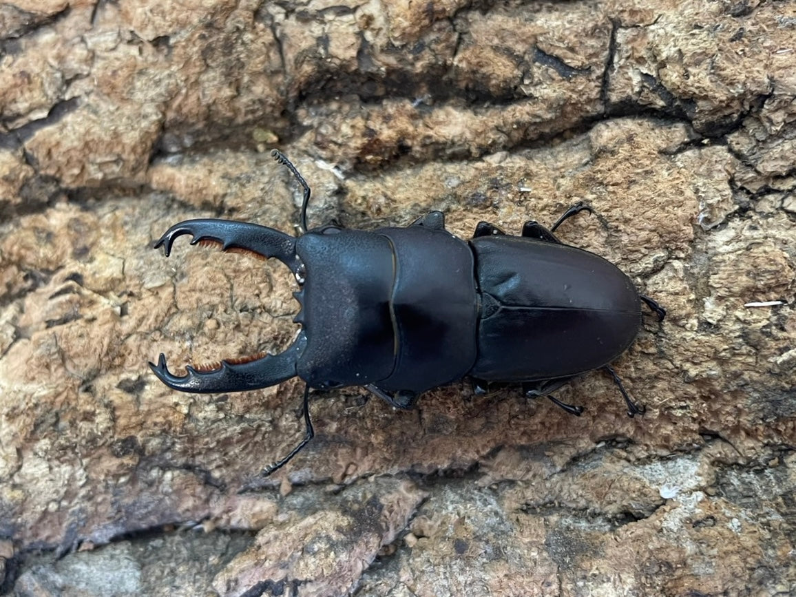 ヒラタクワガタ – INSECT SHOP KMY