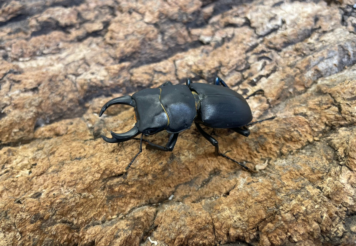 ヒメオオクワガタ – INSECT SHOP KMY