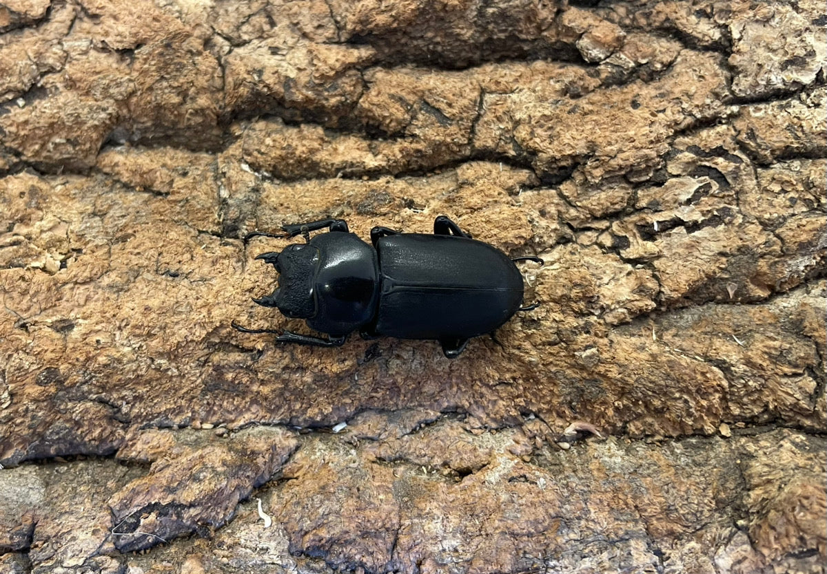 ヒメオオクワガタ