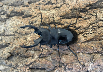 インターメディアツヤクワガタ