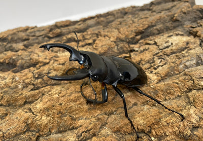 インターメディアツヤクワガタ