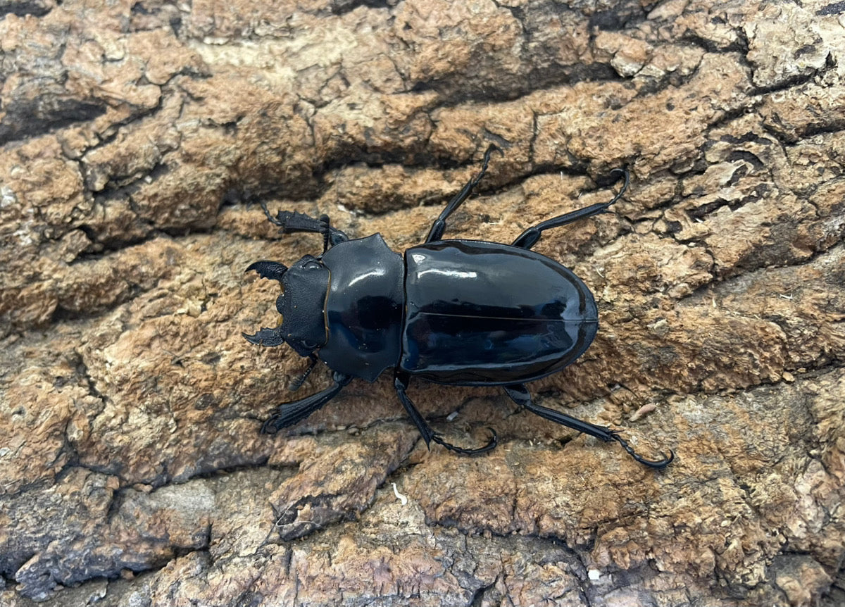 インターメディアツヤクワガタ