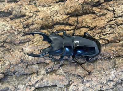 インターメディアツヤクワガタ