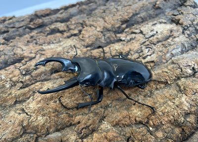 インターメディアツヤクワガタ